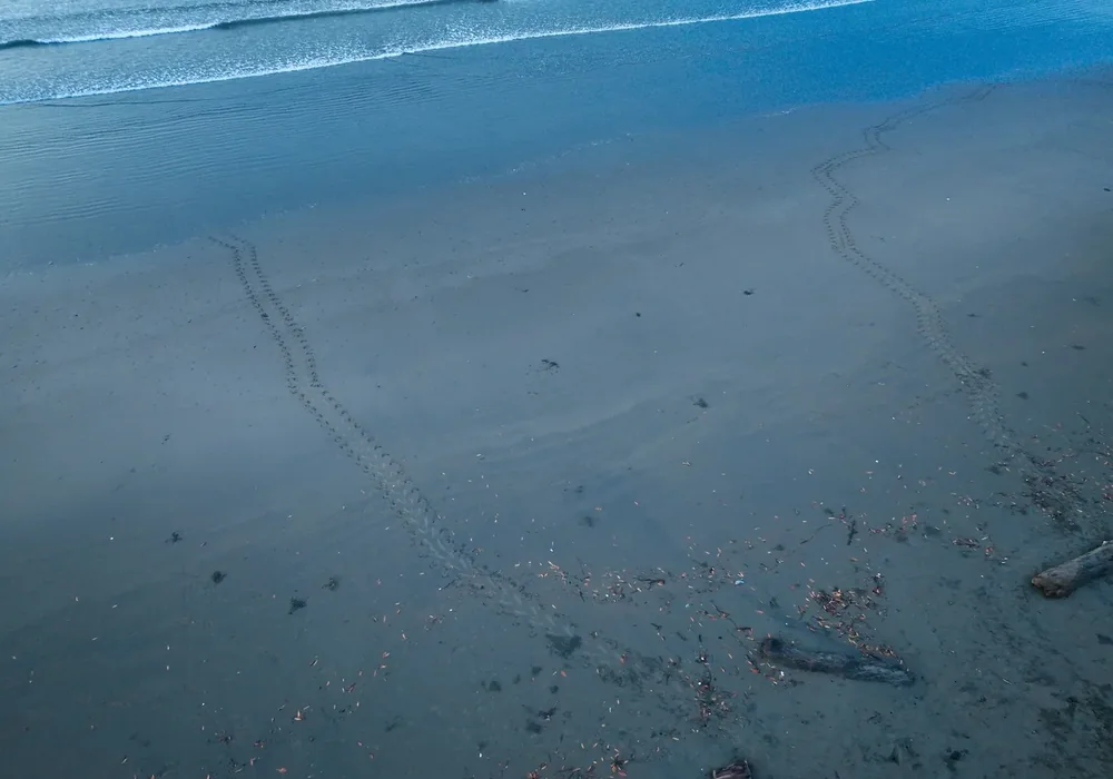 Sea turtle tracks on the sand at Ostional. Photo: Joshua ten Brink / WildPhotography.com