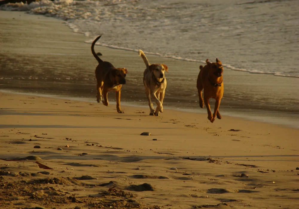 Dogs running on the beach at Nosara