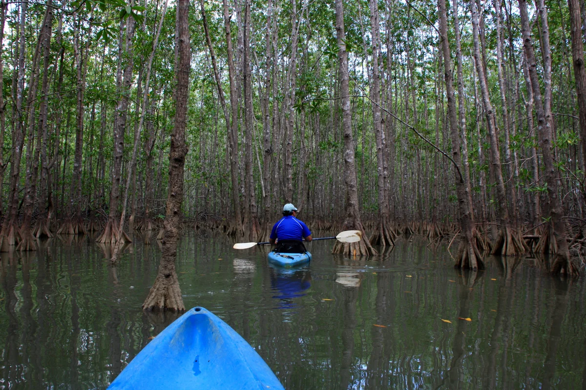 Kayaking through a mangrove channel in Costa Rica