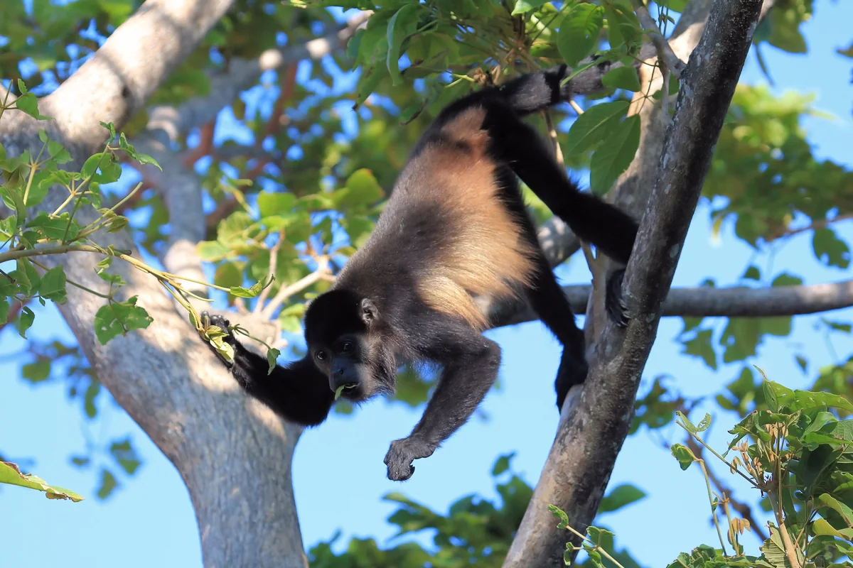 Mantled howler monkey in a tree, Costa Rica