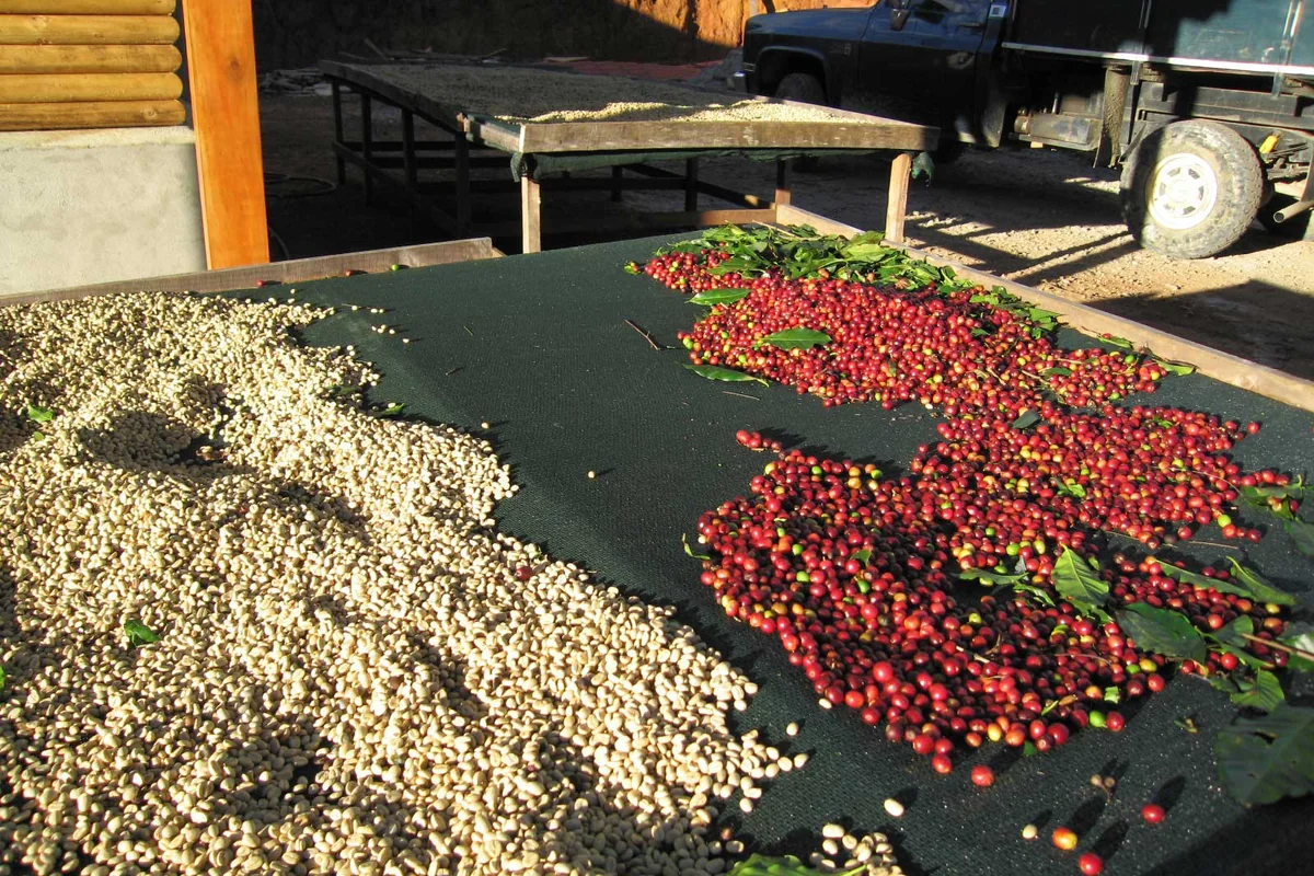 Coffee beans and red coffee cherries drying on a Costa Rican farm
